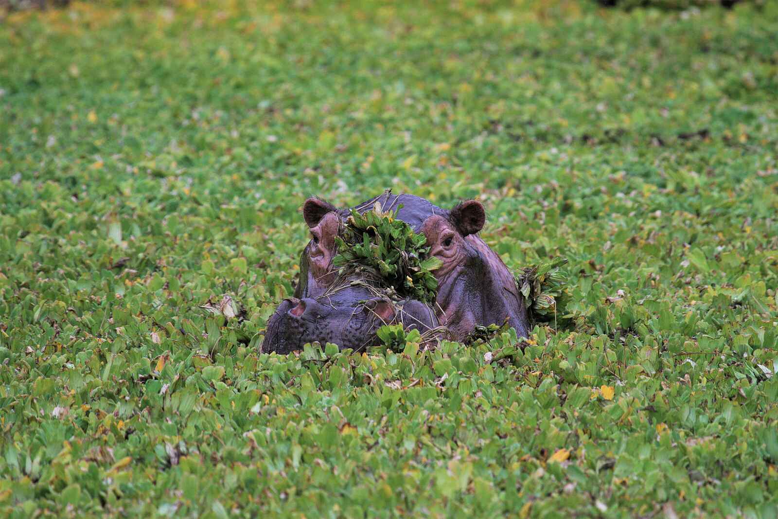 Kanga Expeditions: Nilpferd Kanga Expeditions: Nilpferd