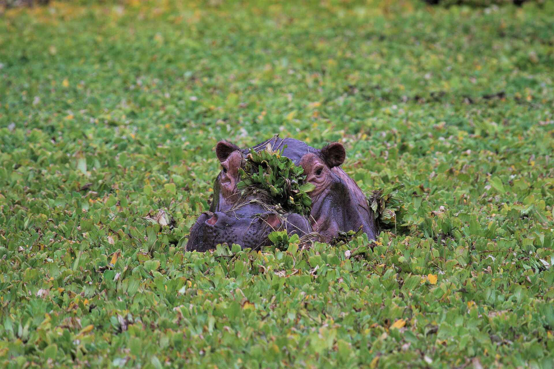 Kanga Expeditions: Nilpferd