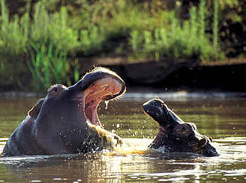 Kariega Settlers Drift Lodge: Nilpferde im Wasser