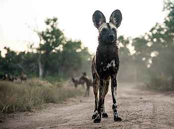 Little Vundu Camp: Wildhund auf der Piste Little Vundu Camp: Wildhund auf der Piste