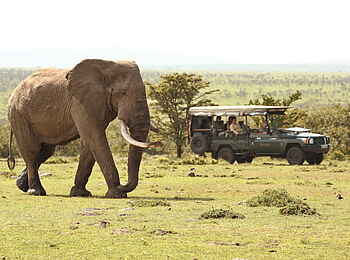 Naboisho Camp: Pirschfahrt