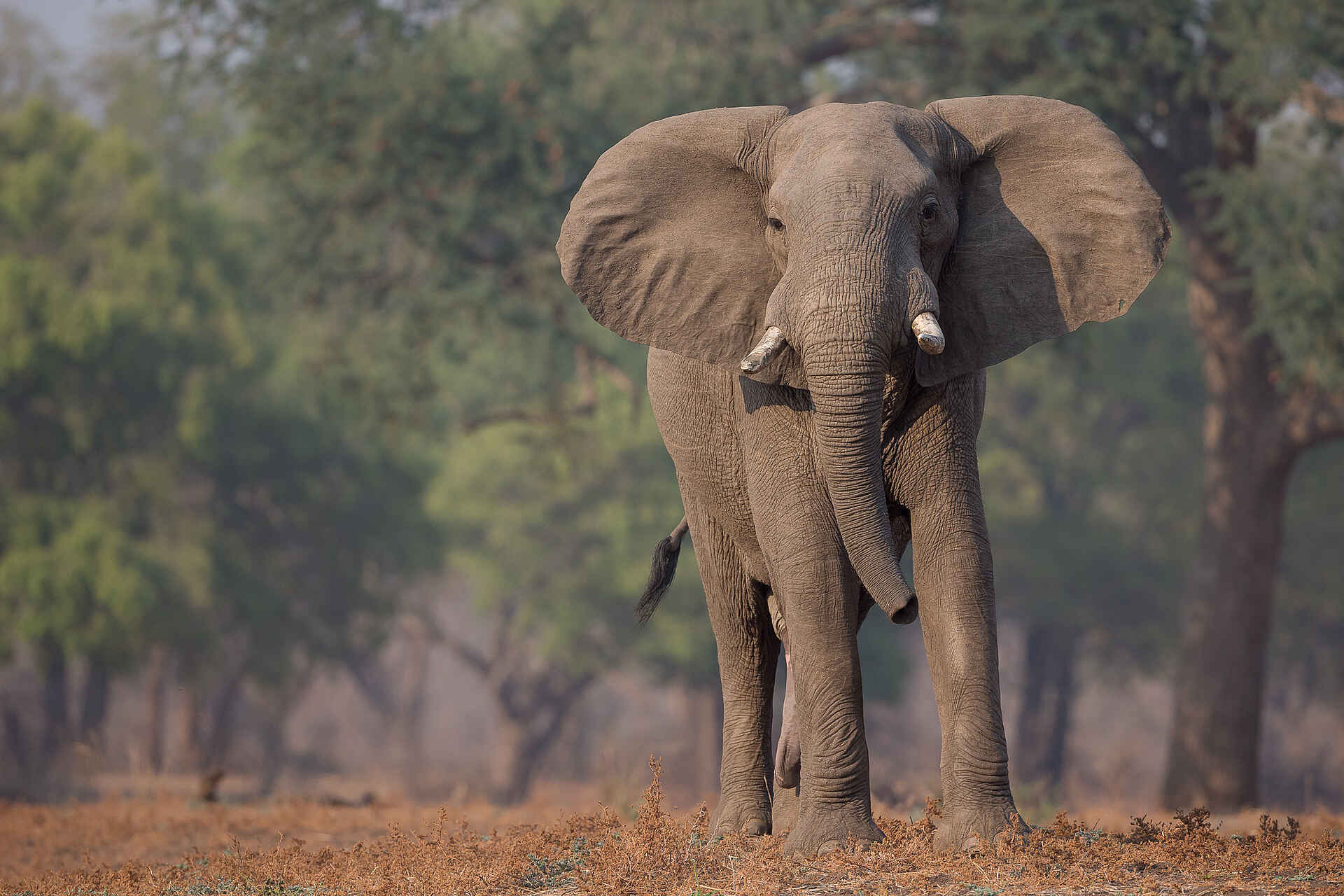 Gavin Opie, Musilashi River, Nkonzi Bush Camp, South Luangwa National Park, Elefanten, Game Drive, Afrikarma, Afrikarma Safaris, Afrikarma Safaris. Wildnis. Hautnah., Afrikarma.de