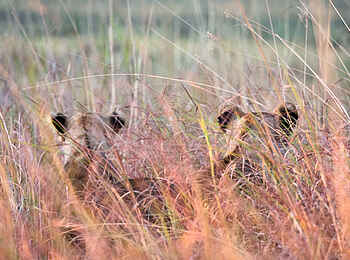 Ntemwa Busanga Bushcamp: Löwen im Gras