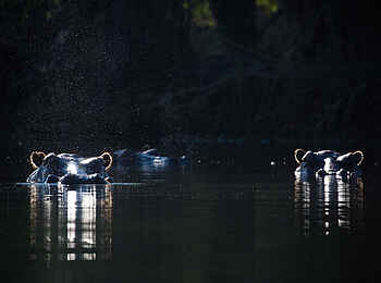 Ntemwa Busanga Bushcamp: Nilpferde im Fluss