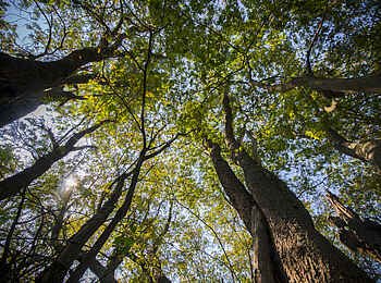 Ruzizi Tented Lodge: Schatten spendenden Bäume in der Lodge