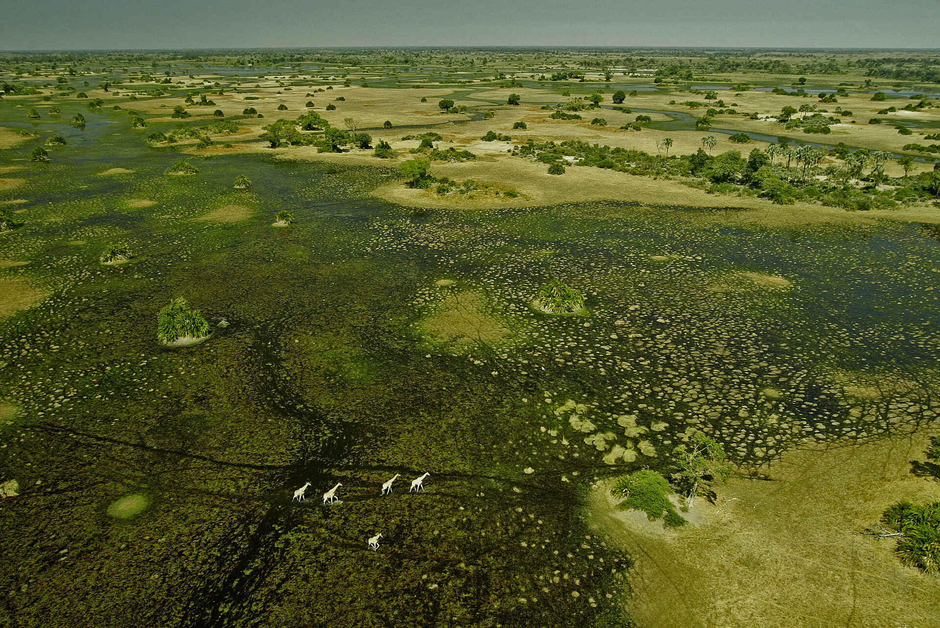 Afrikarma, Afrikarma Safaris, Afrikarma Safaris. Wildnis. Hautnah., Afrikarma.de, Landschaft, Selinda, Giraffen, Vogelperspektive