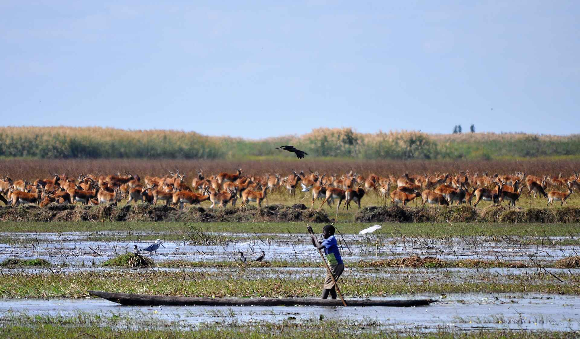 Shoebill Island Camp: Fischerboot und Antilopenherde afrikarma, Afrikarma.de, Bangweulu Swamps, Kasanka Trust, Luapula, Robin Pope, Schuhschnabel, Shoebill, Shoebill Island Camp, wetland, Antilopenherde, Fischerboot, Kanu, Red Lechwe, Rote Moorantilope