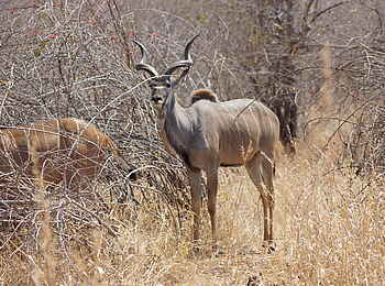 Ubuyu Lodge: männlicher Kudu
