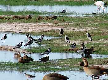 Bomani Tented Lodge: Bevölkerung des Wasserlochs in der Regenzeit