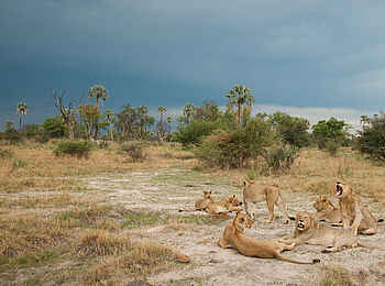 Chitabe Lediba: Löwenweibchen