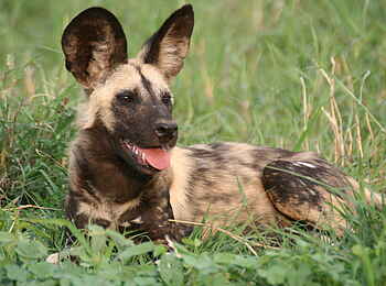 Chobe Game Lodge: Wildhund