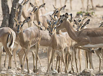 Encounter by Ongava: Herde Impalas