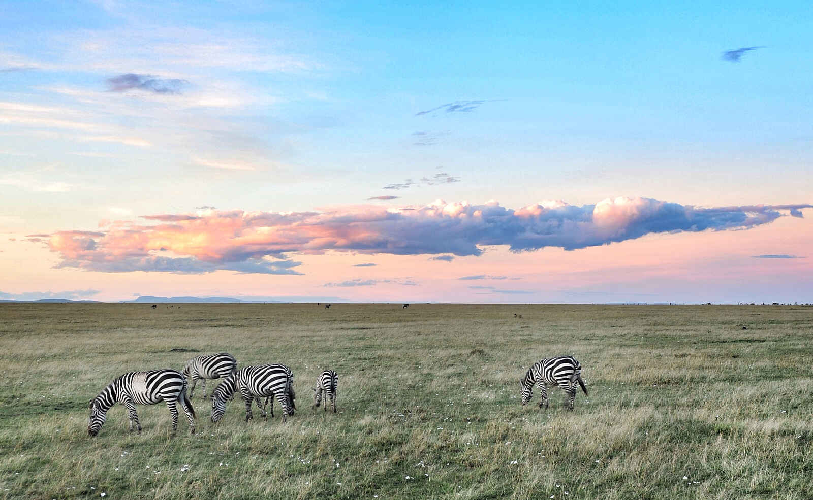 Encounter Mara Camp: Zebras Encounter Mara Camp: Zebras