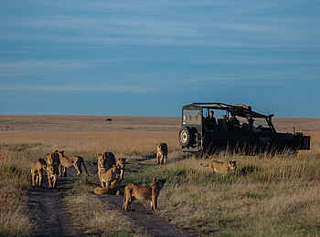 Governors' Camp: Safari mit Löwen Governors' Camp: Safari mit Löwen