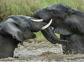 Ila Safari Lodge: Elefanten spielen im Wasser