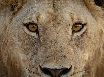 Jabali Ridge Camp: Im Auge des Jägers