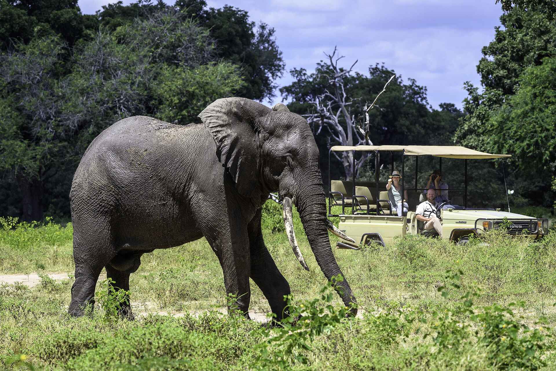 John's Camp, Mana Pools National Park, Mana Pools Nationalpark, Robin Pope Safaris, Sambesi, Simbabwe, The Mana Pools Safari Company, Zambezi River, Elefanten, Game Drive, Geländewagen, Afrikarma, Afrikarma Safaris, Afrikarma Safaris – Wildnis. Hautnah., afrikarma.de