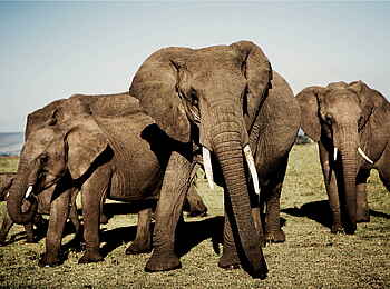 Karen Blixen Camp: Elefantengruppe Karen Blixen Camp: Elefantengruppe