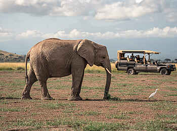 Kitirua Plains Lodge: Elefant auf Pirschfahrt