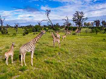 Little Sable Camp: Giraffen Little Sable Camp: Giraffen