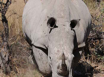 Macatoo Camp: Breitmaulnashorn