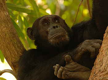 Mbali Mbali Gombe Lodge: Im Baum