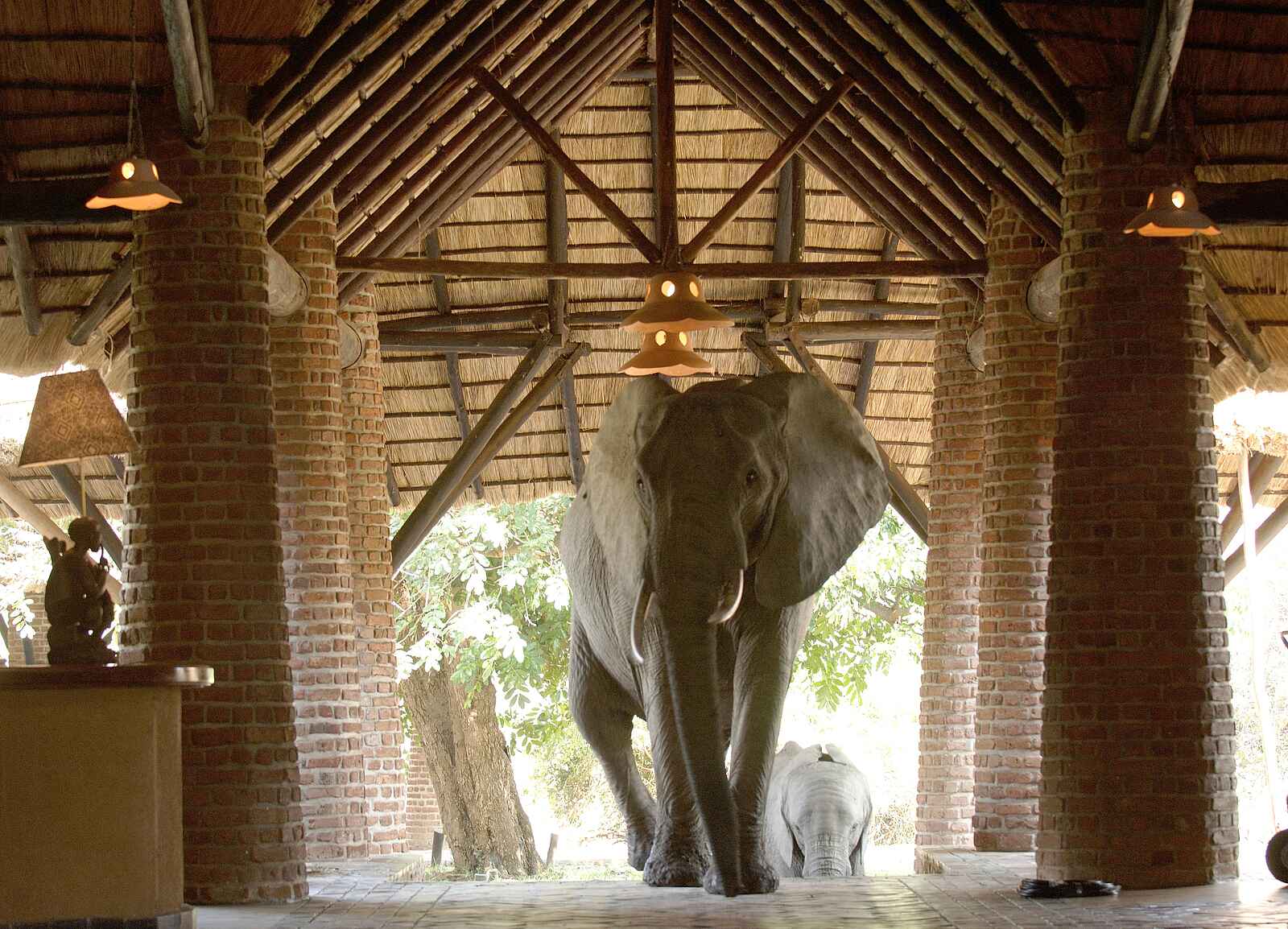 Mfuwe Lodge: Auftritt der Elefanten Mfuwe Lodge: Auftritt der Elefanten