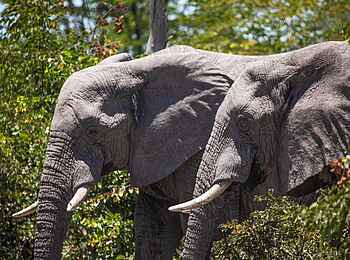 Mma Tsebe Tented Camp: Zwei Elefanten Mma Tsebe Tented Camp: Zwei Elefanten