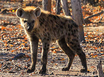 Nehimba Lodge: Hyäne Nehimba Lodge: Hyäne