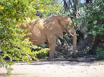 Onduli Ridge Camp: Elefant
