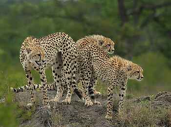 Sabi Sabi Earth Lodge: lauernde Geparden Sabi Sabi Earth Lodge: lauernde Geparden