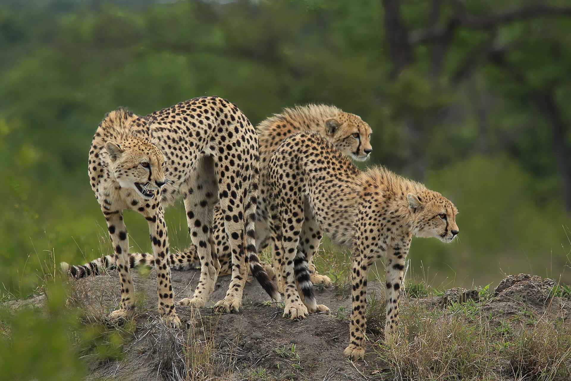 Sabi Sabi Earth Lodge: lauernde Geparden