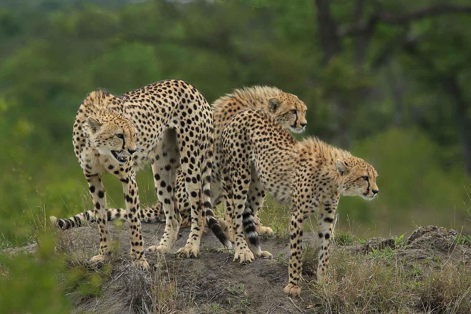 Sabi Sabi Earth Lodge: lauernde Geparden Sabi Sabi Earth Lodge: lauernde Geparden