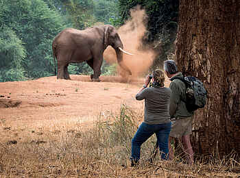 The Outpost: Elefantensichtung auf einer Walking Safari