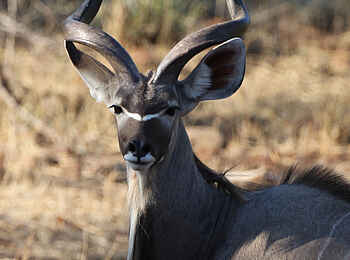 Tuli Safari Lodge Mashatu: Kudu mit imposantem Gehörn