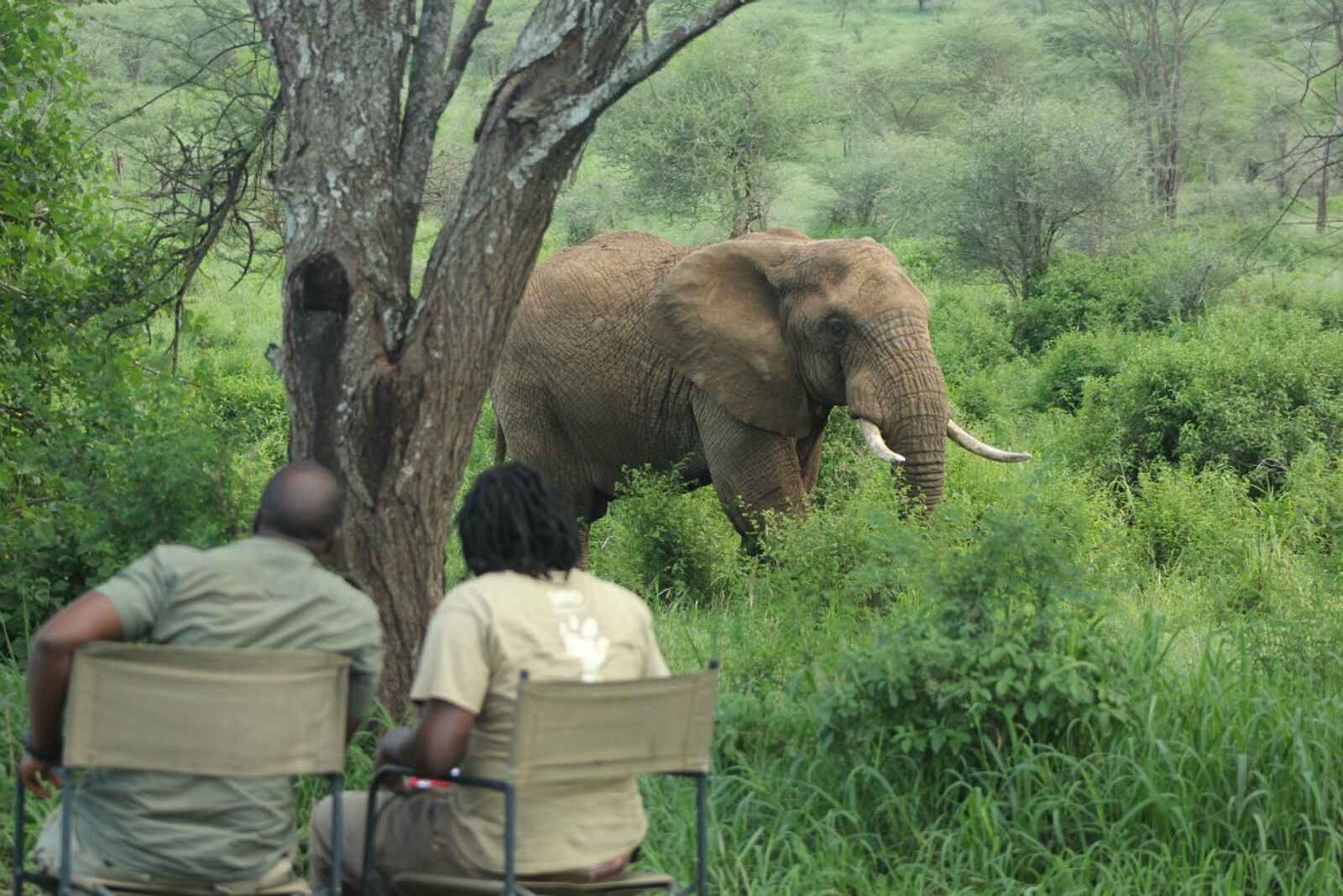 Wayo Banagi Green Camp: Elefant Wayo Banagi Green Camp: Elefant