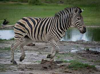 Xakanaxa Camp: Zebra