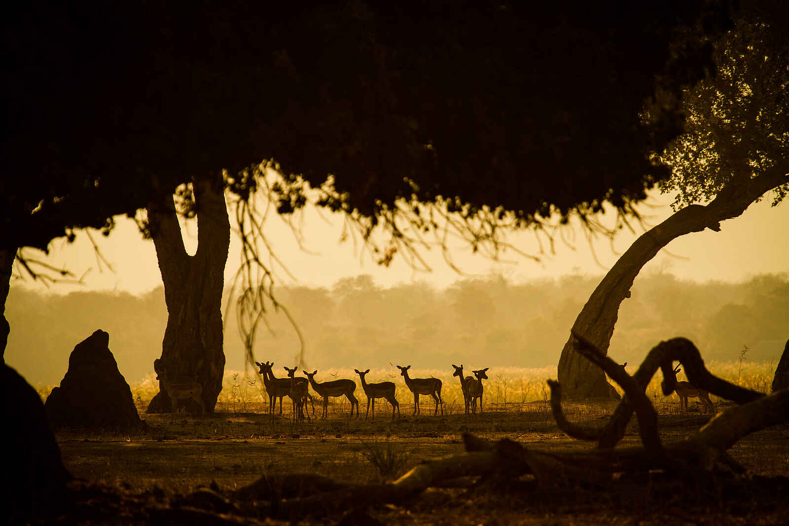 Zambezi Expeditions Camp: Antilopen im Sonnenuntergang Zambezi Expeditions Camp: Antilopen im Sonnenuntergang