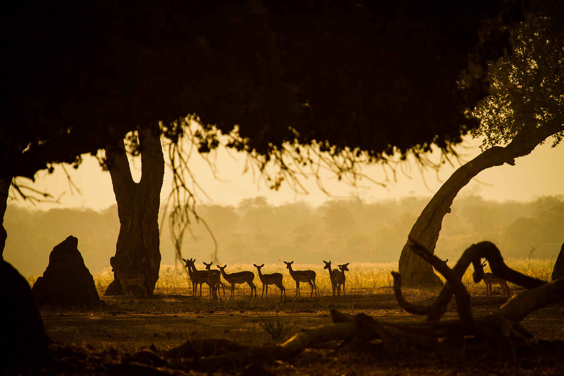 Zambezi Expeditions Camp: Antilopen im Sonnenuntergang