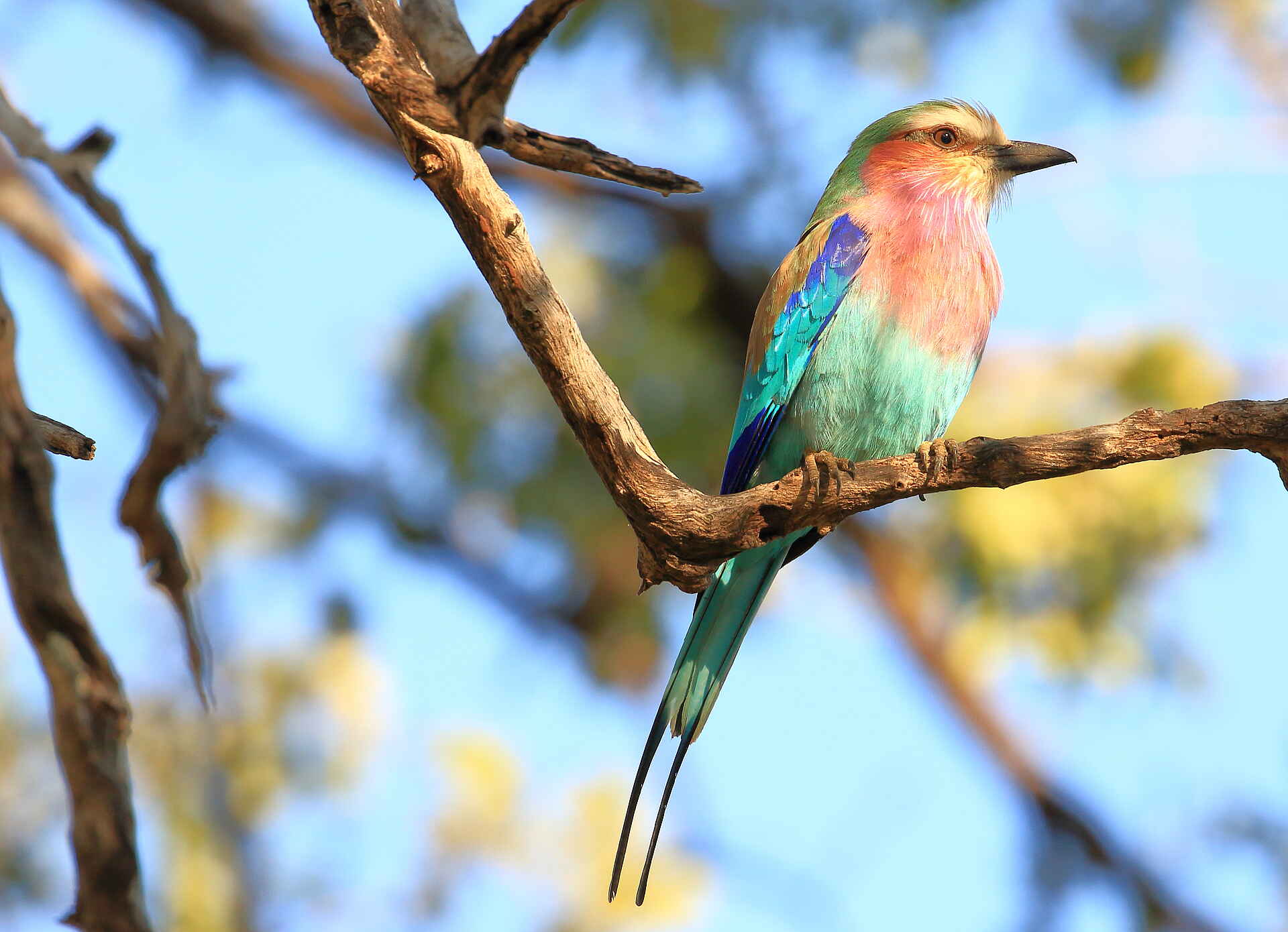 farbenfrohe Gabelracke