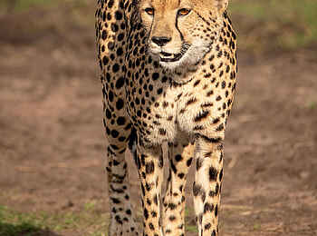 Entim Masai Mara: Gepard auf der Pirsch