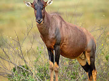 Entim Masai Mara: Topibulle