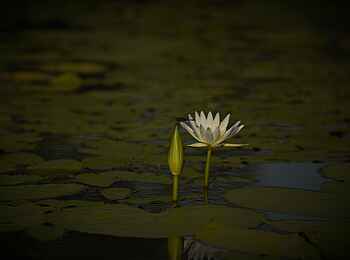 Ingwe Pan Camp: Seerose Ingwe Pan Camp: Seerose