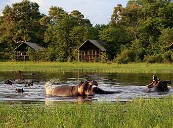 Sable Alley Camp: Nilpferde vor den Unterkünften Sable Alley Camp: Nilpferde vor den Unterkünften