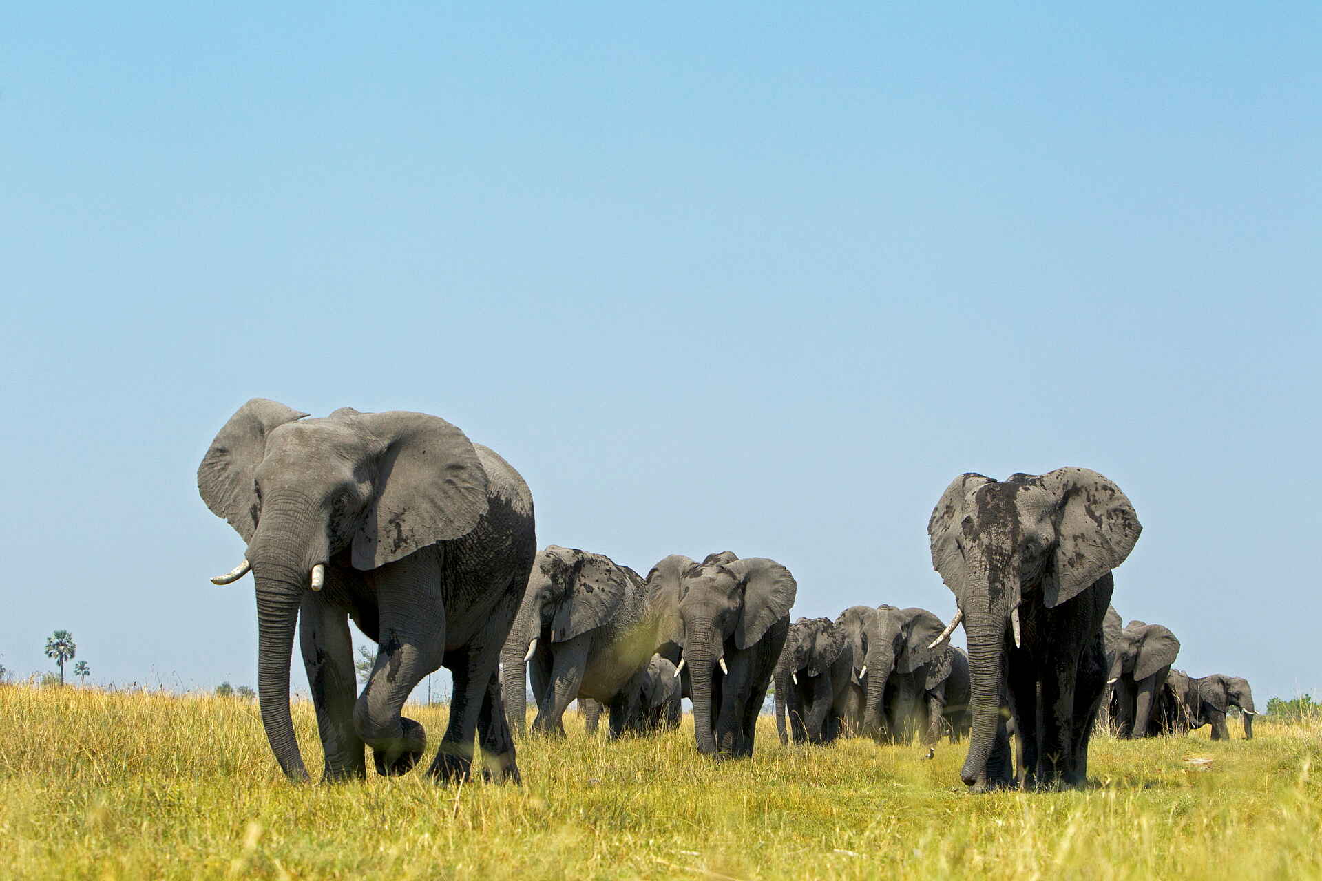 Selinda Camp: Elefanten von Vorne