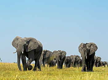 Selinda Camp: Elefanten von Vorne