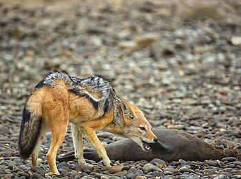 Shipwreck Lodge: Schakal Shipwreck Lodge: Schakal