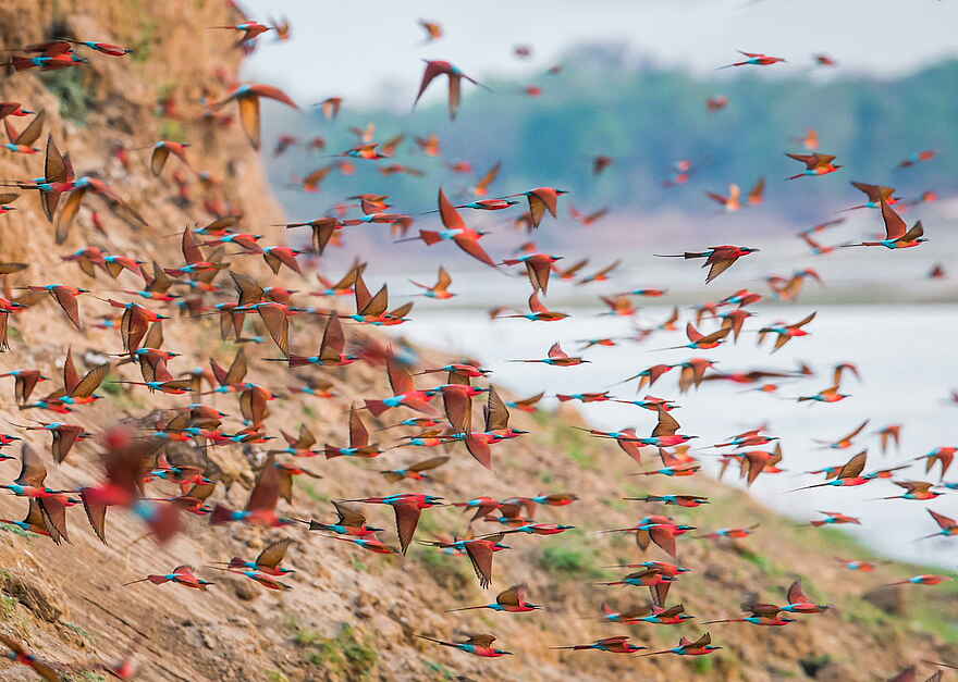 Time + Tide Luwi: Schwarm Bienenfresser Time + Tide Luwi: Schwarm Bienenfresser