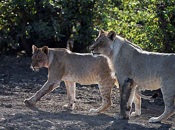 Tuli Safari Lodge Mashatu: Zwei junge Löwen