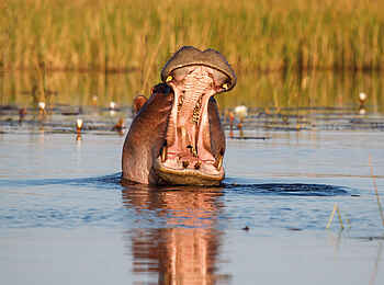 Belmond Eagle Island Lodge: Nilpferd gähnt Belmond Eagle Island Lodge: Nilpferd gähnt